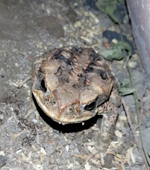 Rhinella marina