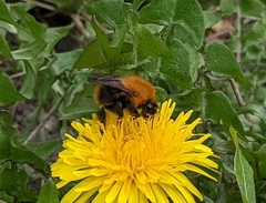 Bombus pascuorum