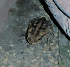 Rhinella marina