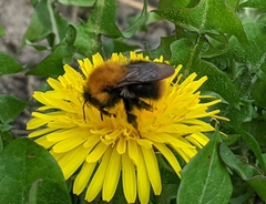 Bombus pascuorum