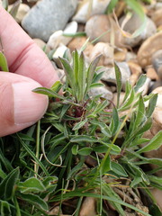 Silene nutans