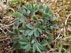 Trifolium scabrum