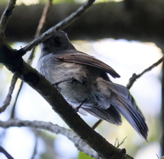 Trochocercus cyanomelas cyanomelas