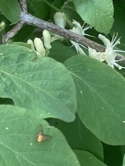 Myoleja lucida