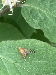 Myoleja lucida