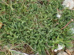 Silene nutans