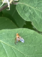 Myoleja lucida