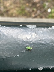 Polydrusus formosus