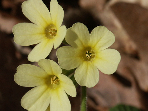 Oxlip