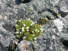 Veronica ciliolata ciliolata