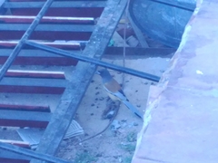 Dendrocitta vagabunda