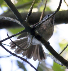 Trochocercus cyanomelas cyanomelas