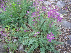 Oxytropis longirostra