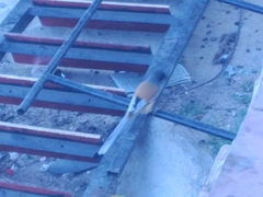 Dendrocitta vagabunda