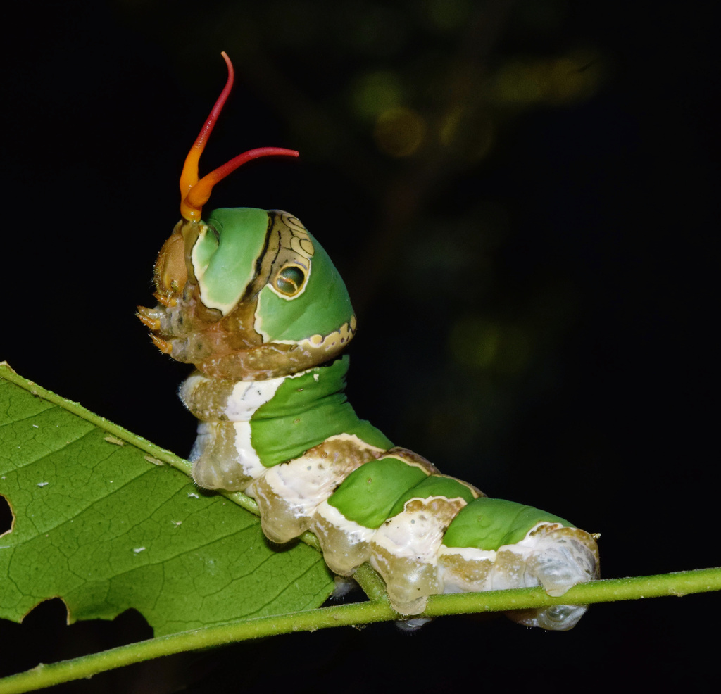 Citrus Swallowtail