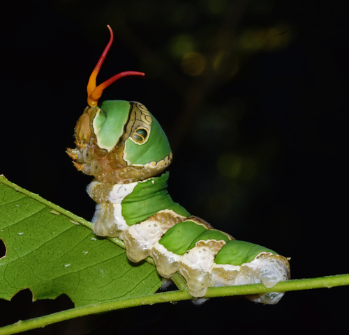 Citrus Swallowtail