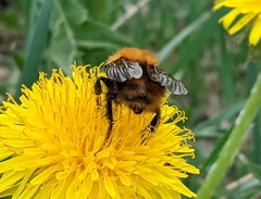 Bombus pascuorum