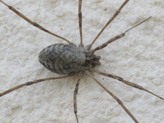 Dasylobus