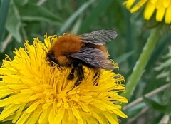 Bombus pascuorum