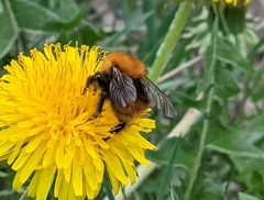 Bombus pascuorum