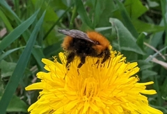 Bombus pascuorum