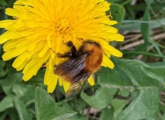 Bombus pascuorum