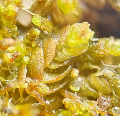 Solenostoma gracillimum