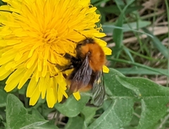 Bombus pascuorum