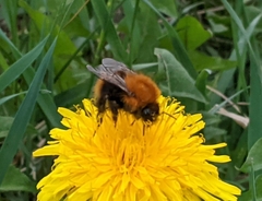 Bombus pascuorum