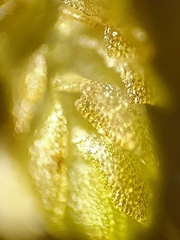 Solenostoma gracillimum