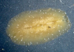 Pseudoceros canadensis