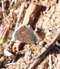 Polyommatus celina