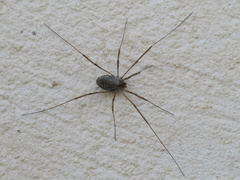 Dasylobus