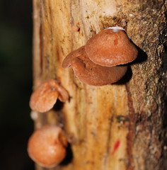 Deconica horizontalis