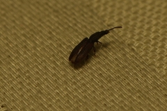 Oryzaephilus