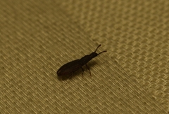 Oryzaephilus