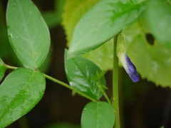 Clitoria annua