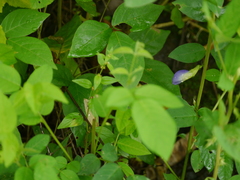 Clitoria annua