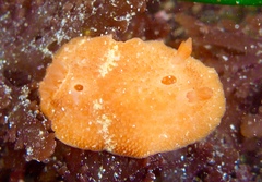 Aldisa sanguinea