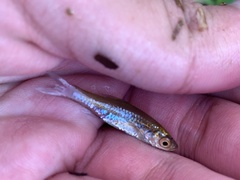 Rasbora borapetensis