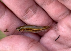 Rasbora borapetensis