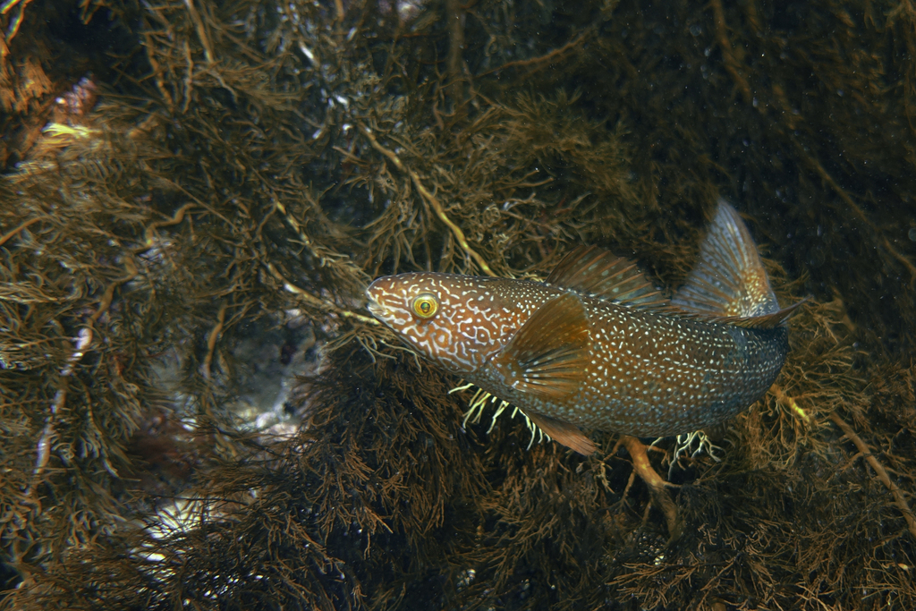 Herring cale (Olisthops cyanomelas) — Odacidae