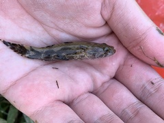 Oxyeleotris marmorata