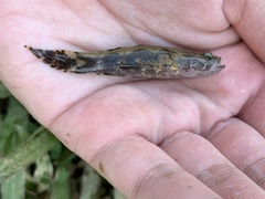 Oxyeleotris marmorata