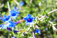 Lithodora fruticosa