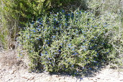 Lithodora fruticosa