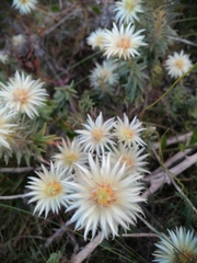 Phylica pubescens