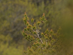 Phylloscopus bonelli