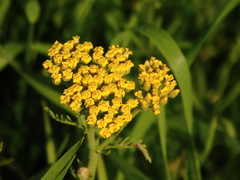 Achillea arabica