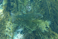 Olisthops cyanomelas